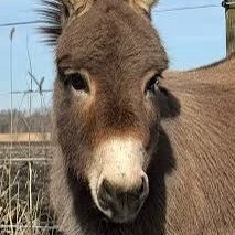 Donk68