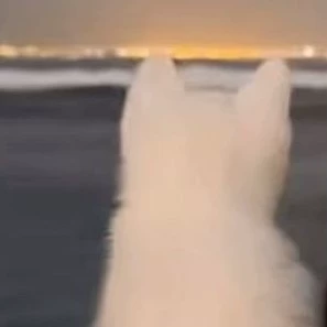 Ale