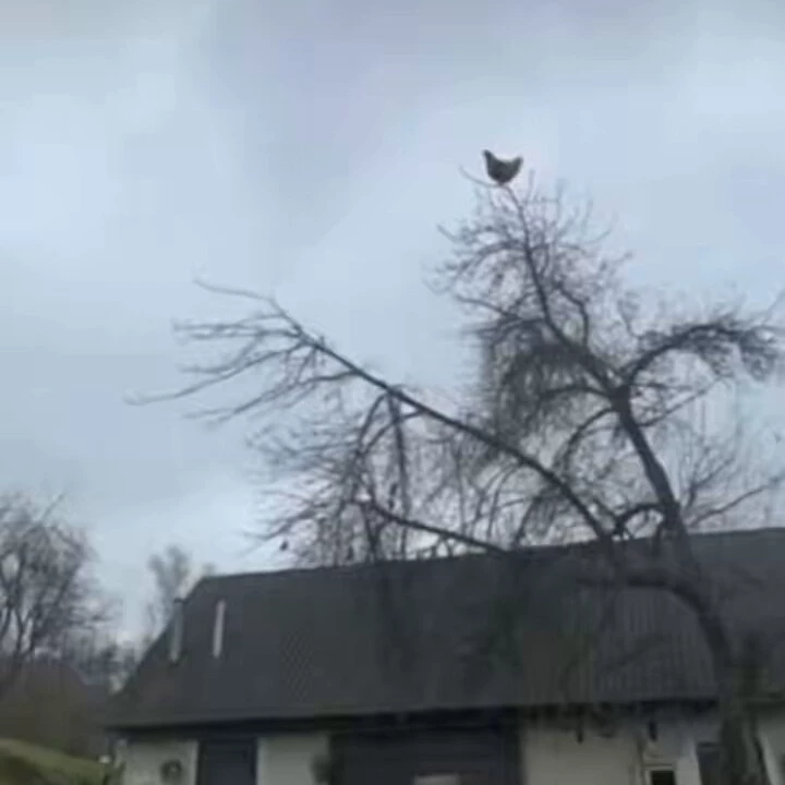 AAAAAAAAAAAH