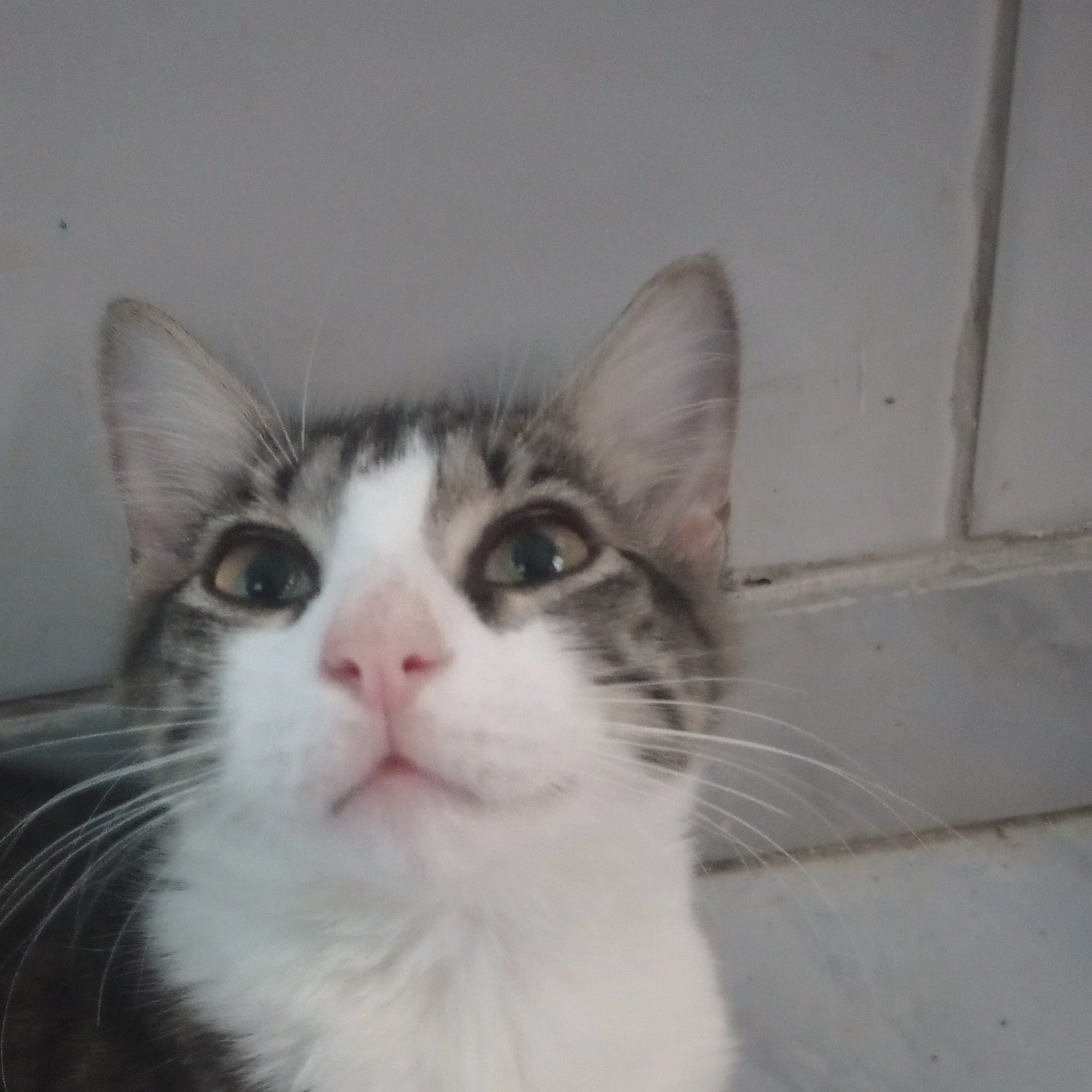 Michi
