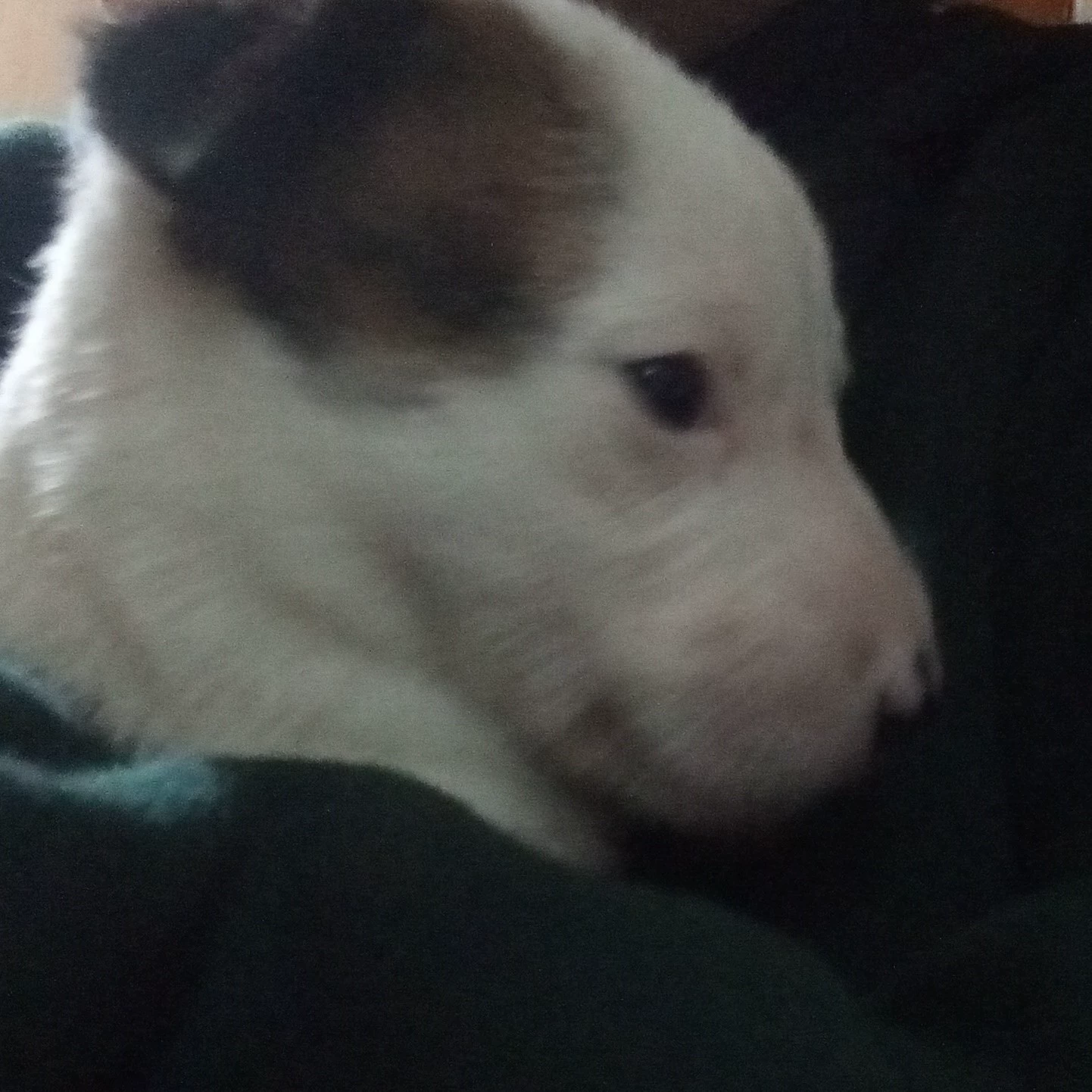 Lucia