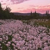 Unique flower