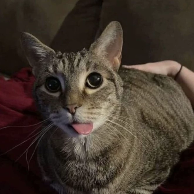 JJ