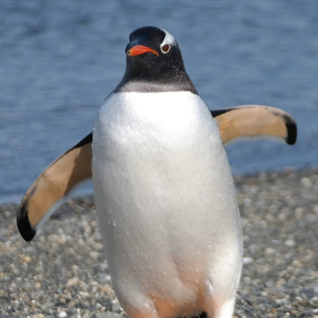 penguin