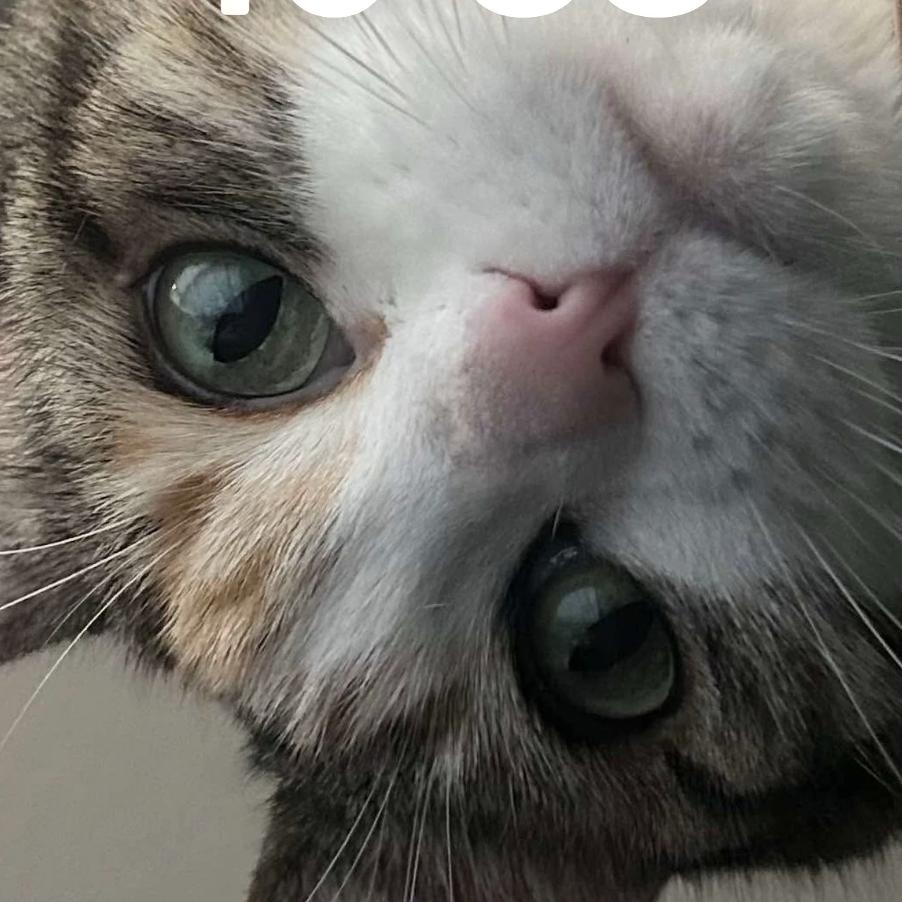 Kayci 