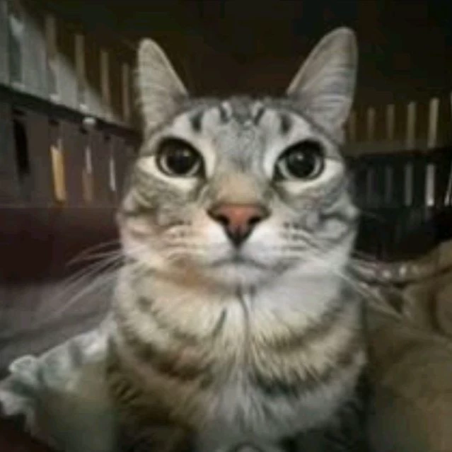 Diangelo