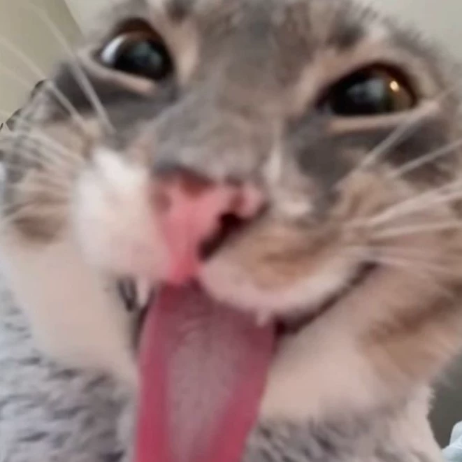 kitty