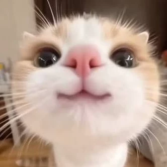 Silly cat