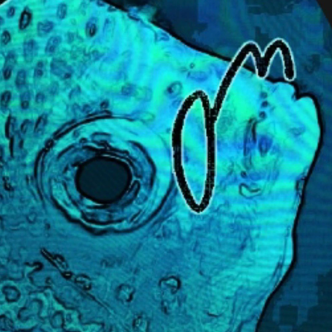 Ridiculam pisces~🐟