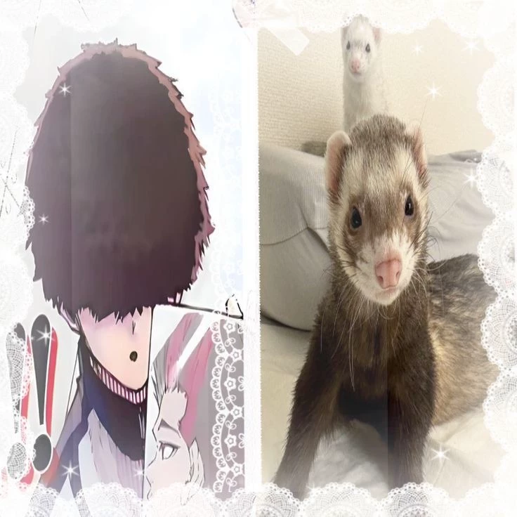 🐈‍⬛Ikki niko
