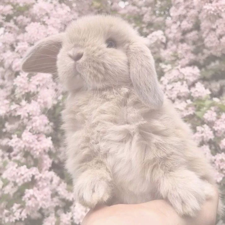 𝐌𝐱𝐥𝐮𝐡Game-🐰
