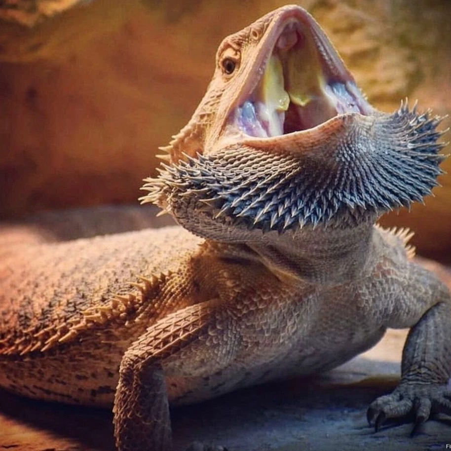 Яна