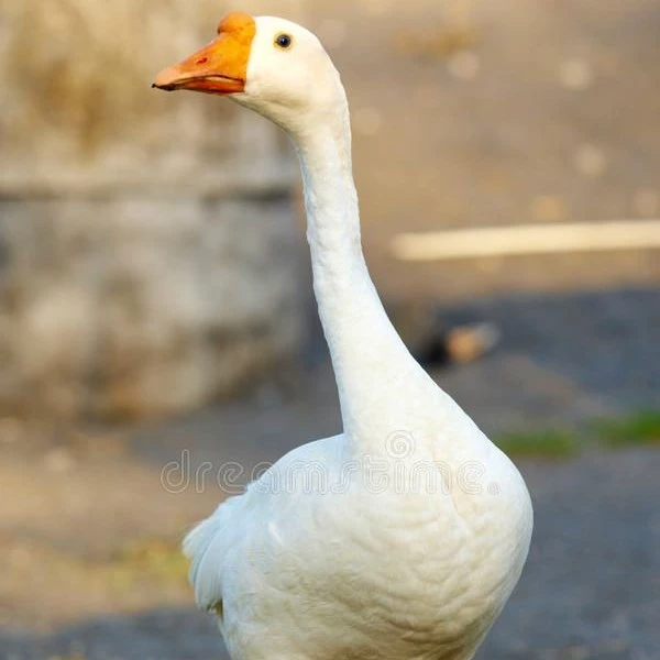 Goose