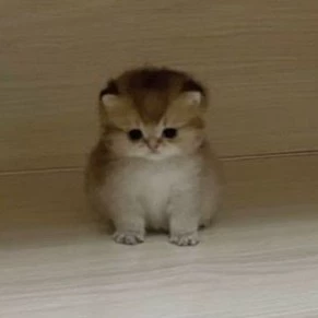 Flowers Kitty