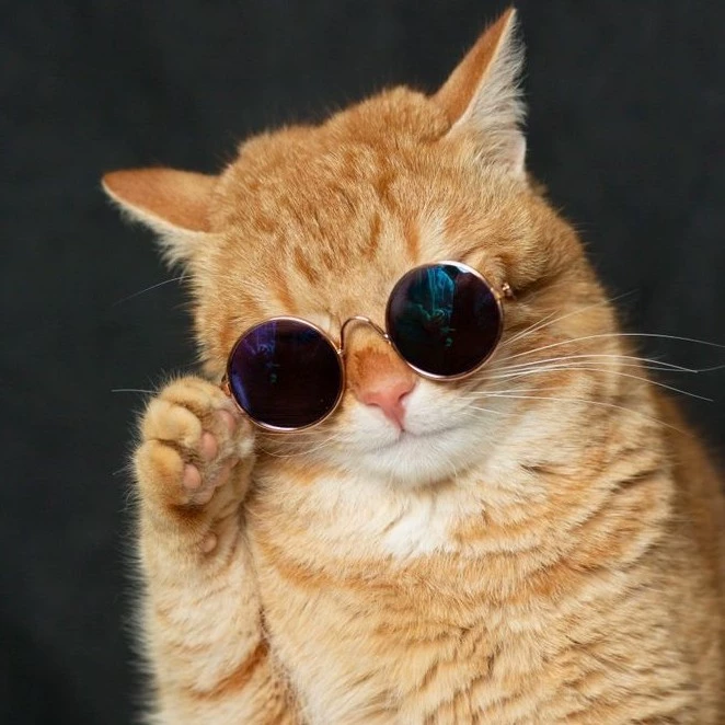 Kitty 