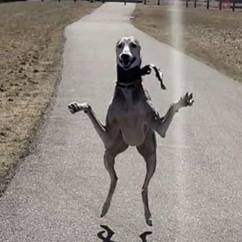 Zane
