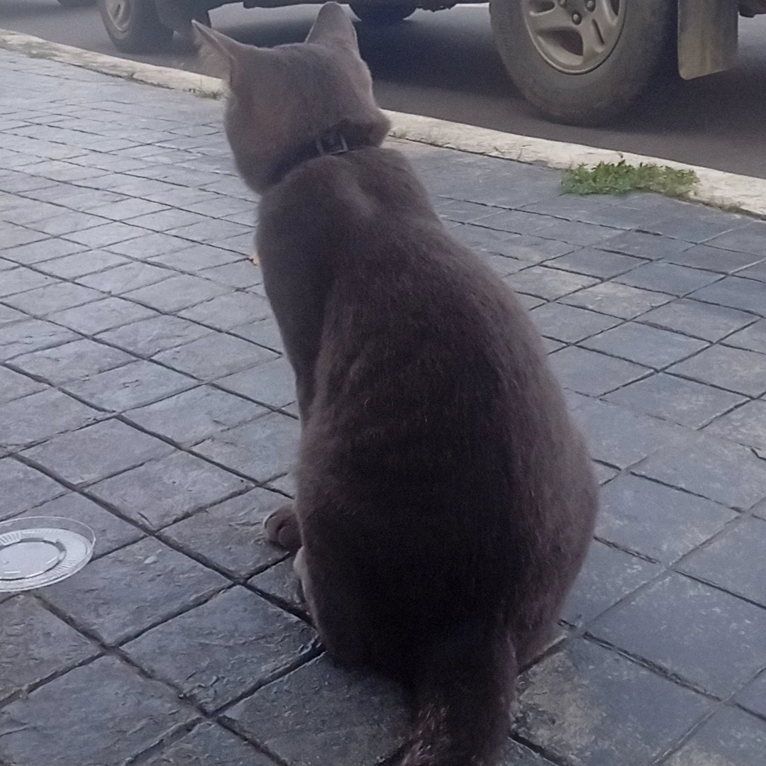 Catboom boy