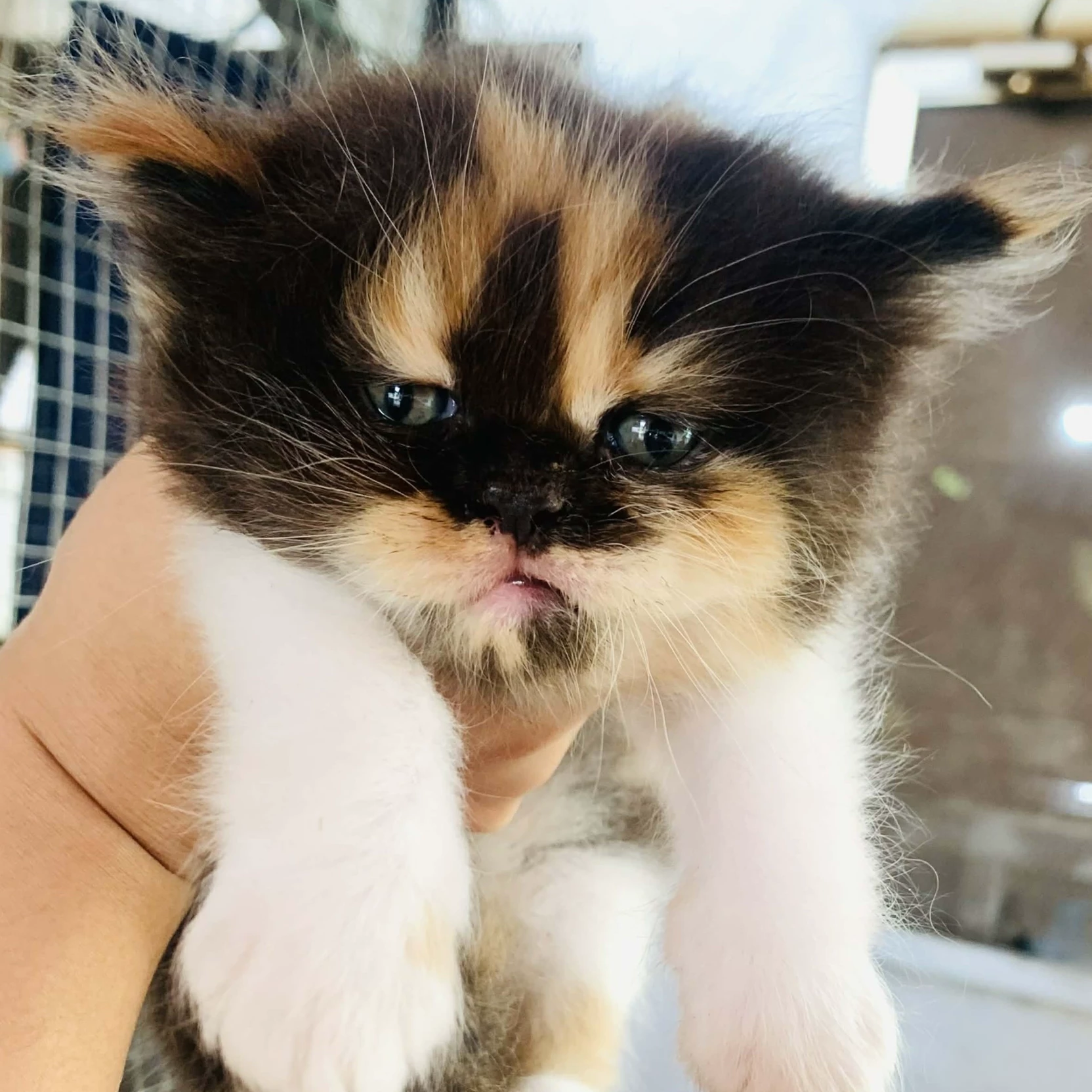 Kay