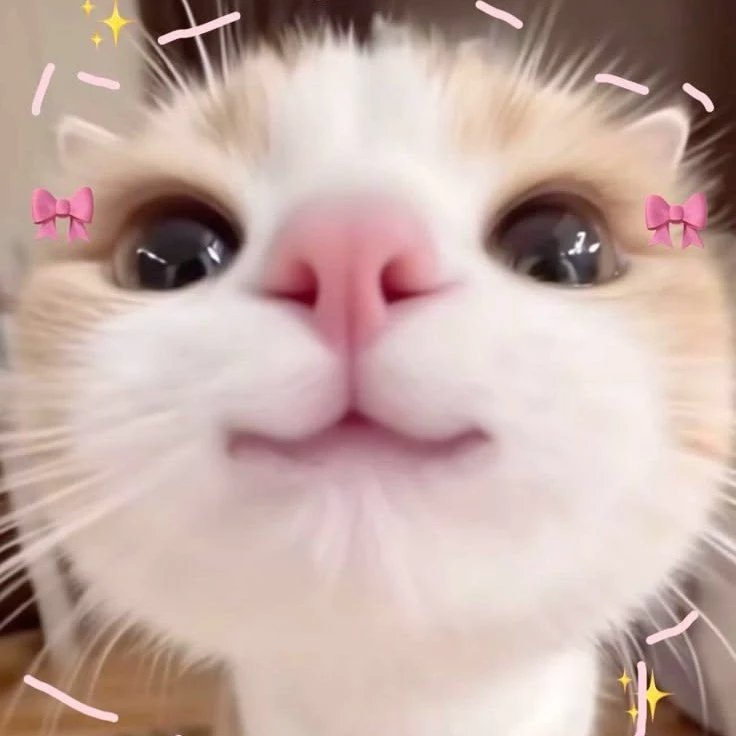 🍓Chimi🍓