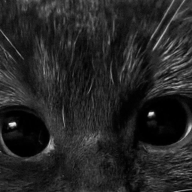 Priscilla