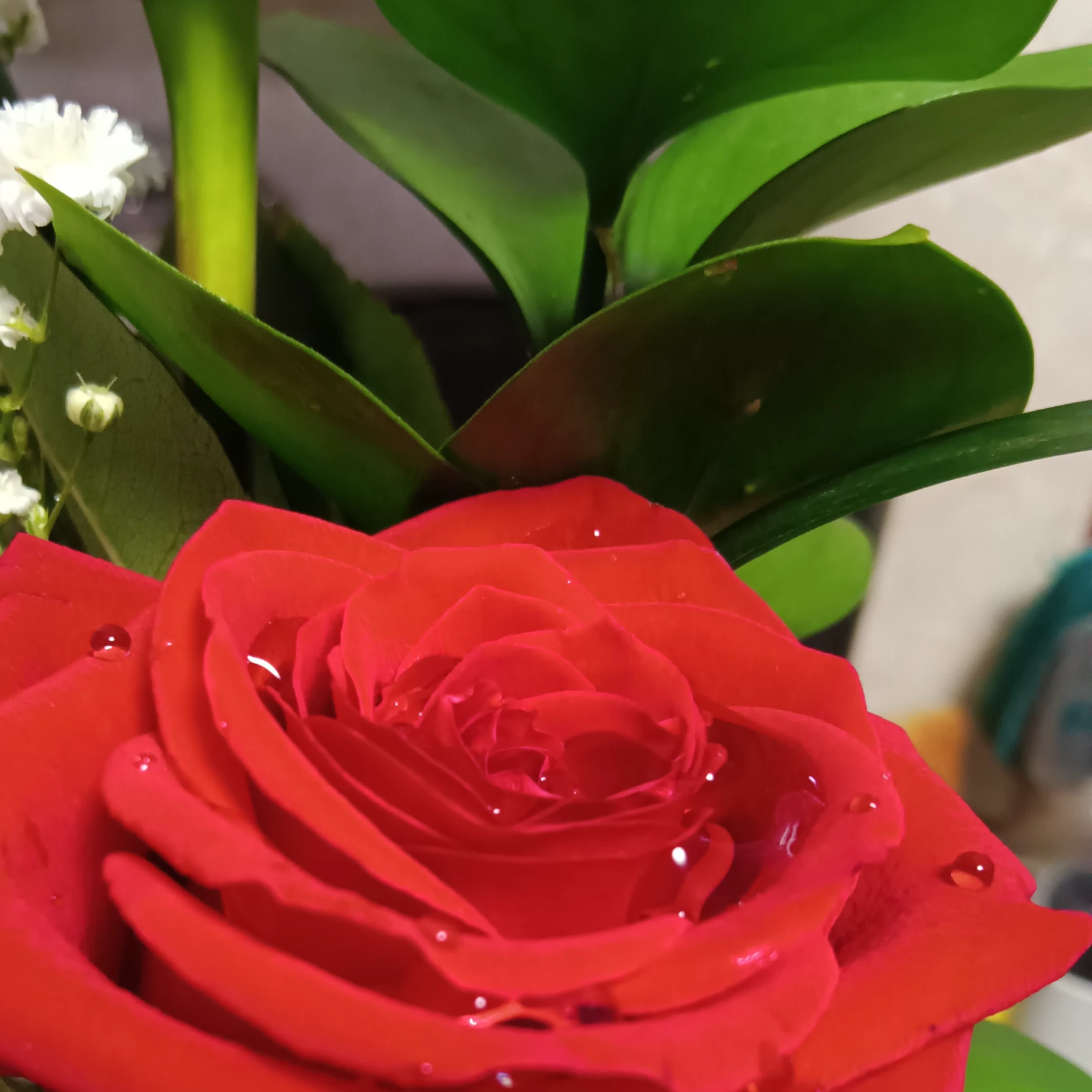Rose