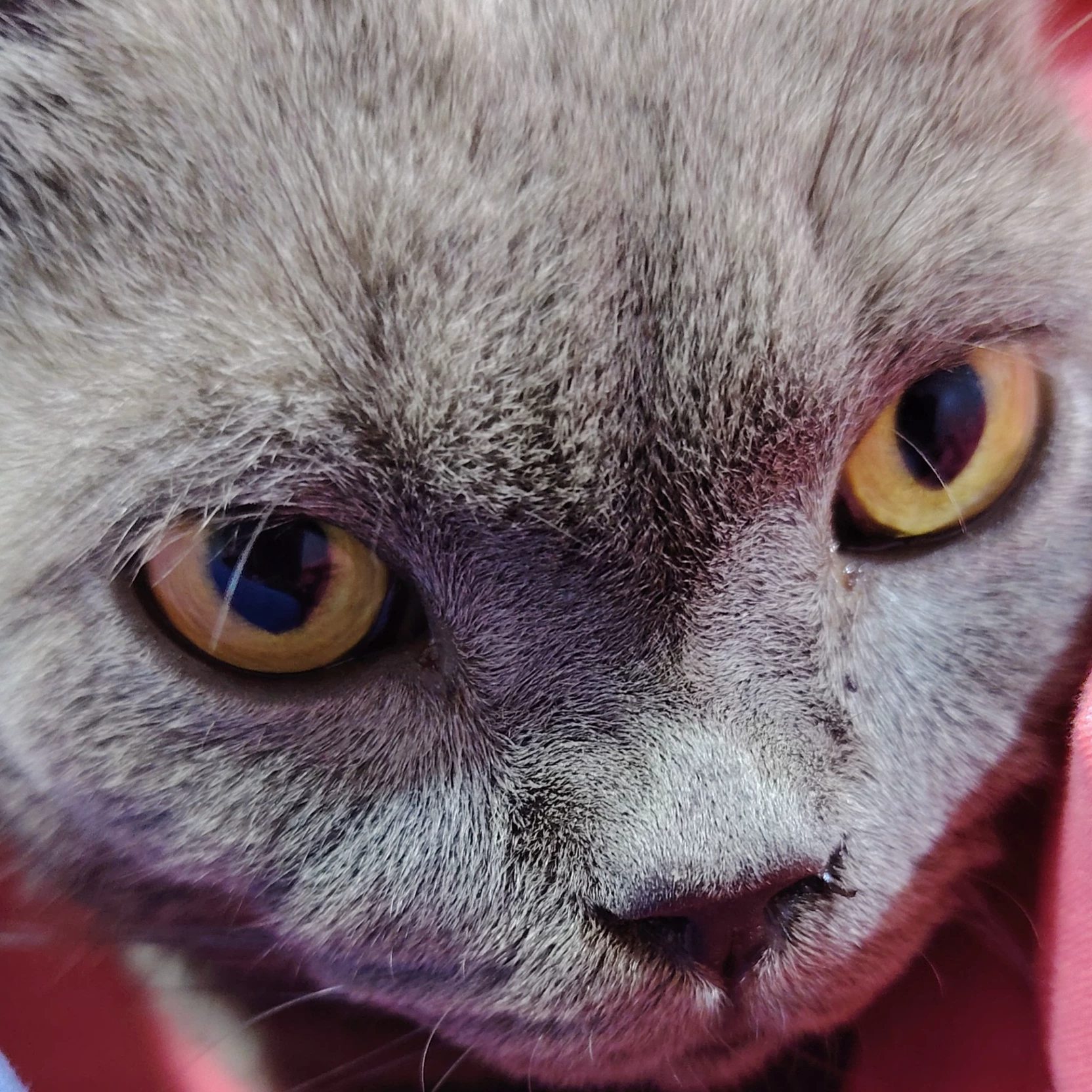 Maiha