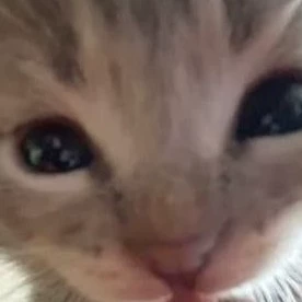 Mimiii