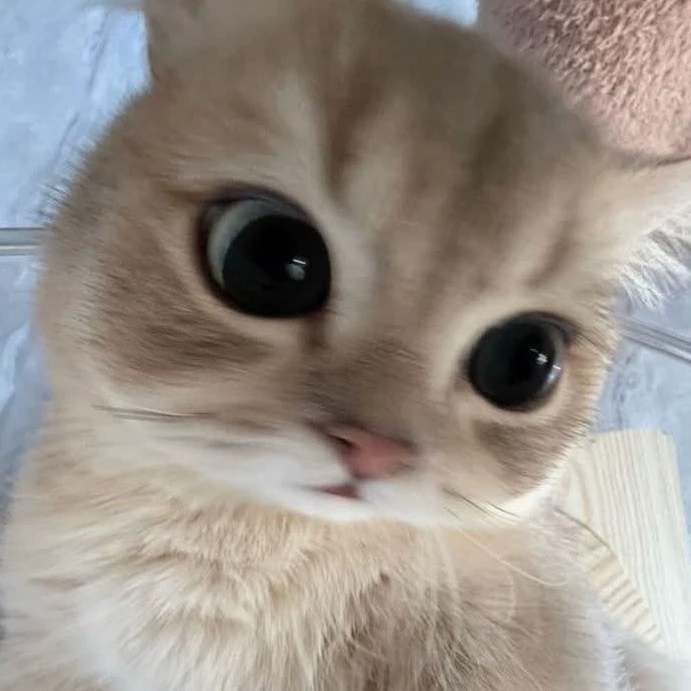 Kawaii Lynz