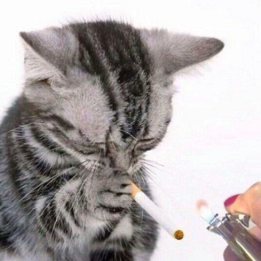 kittens cry too  