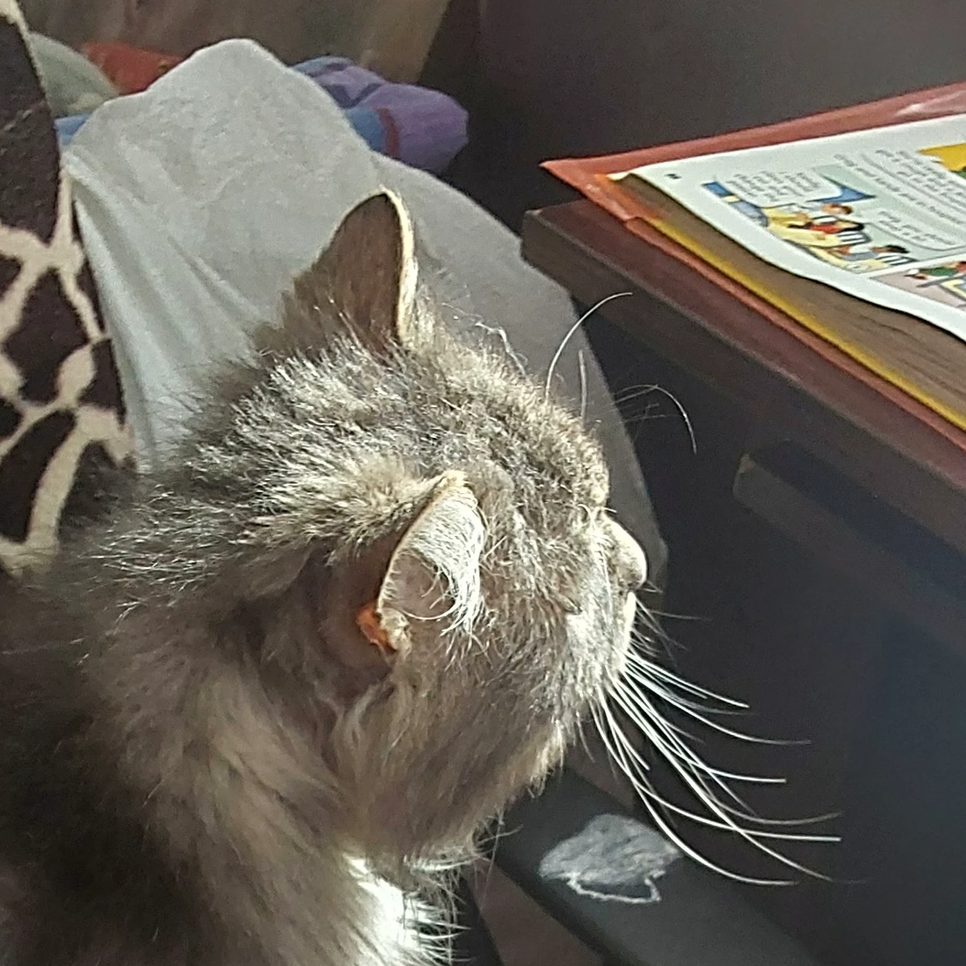 Catnap