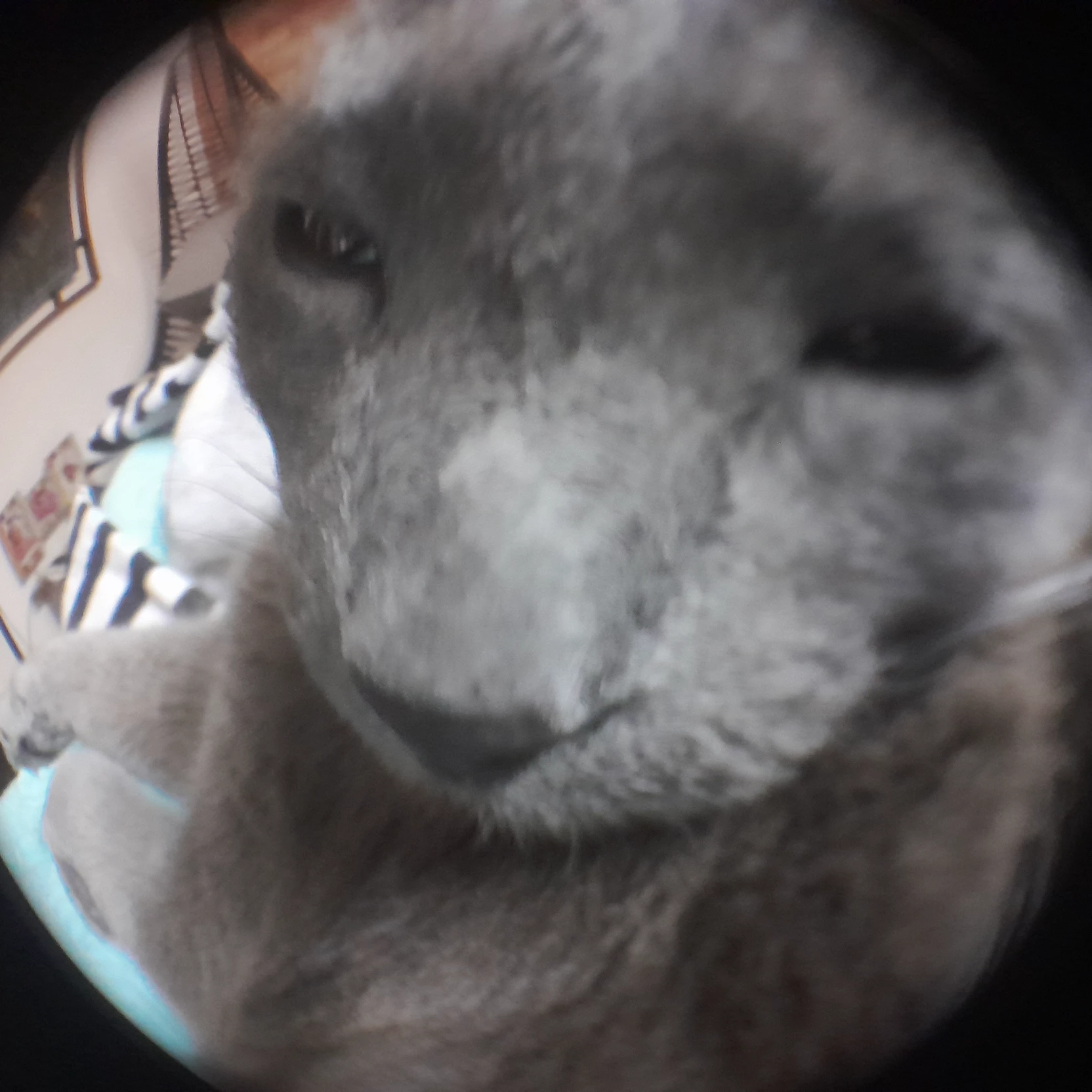 Sam