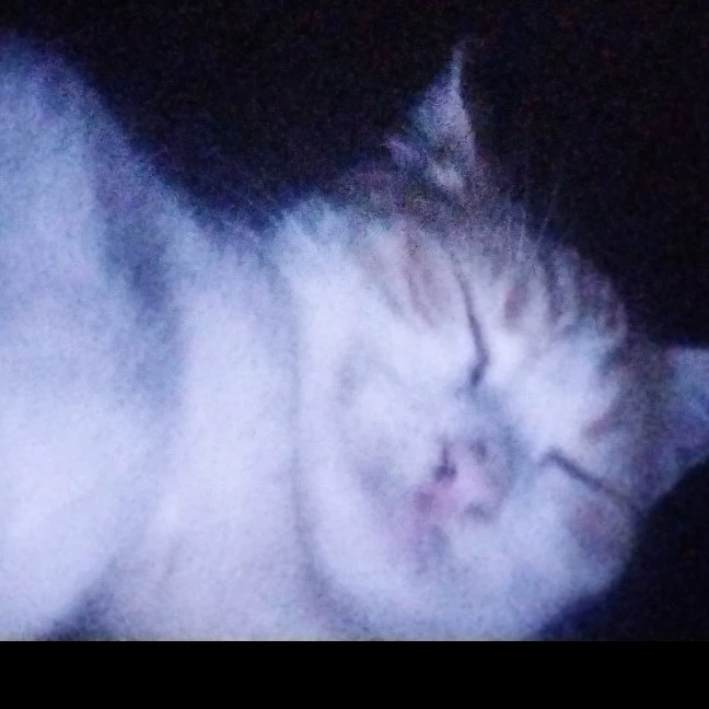 Laya