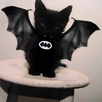 Meow