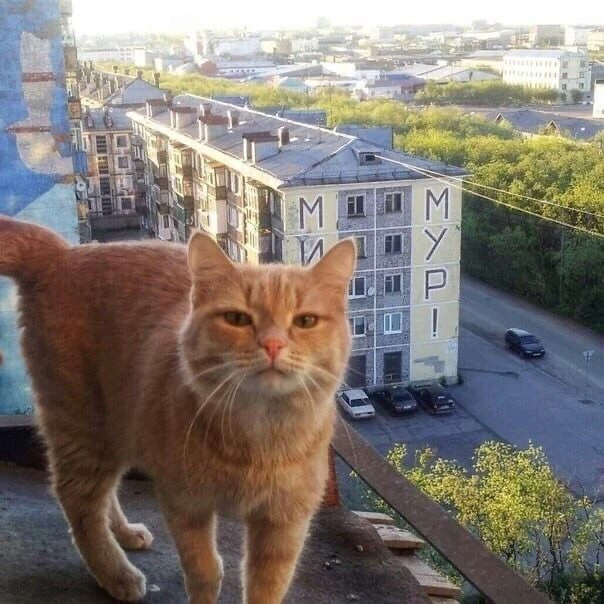 lyavka