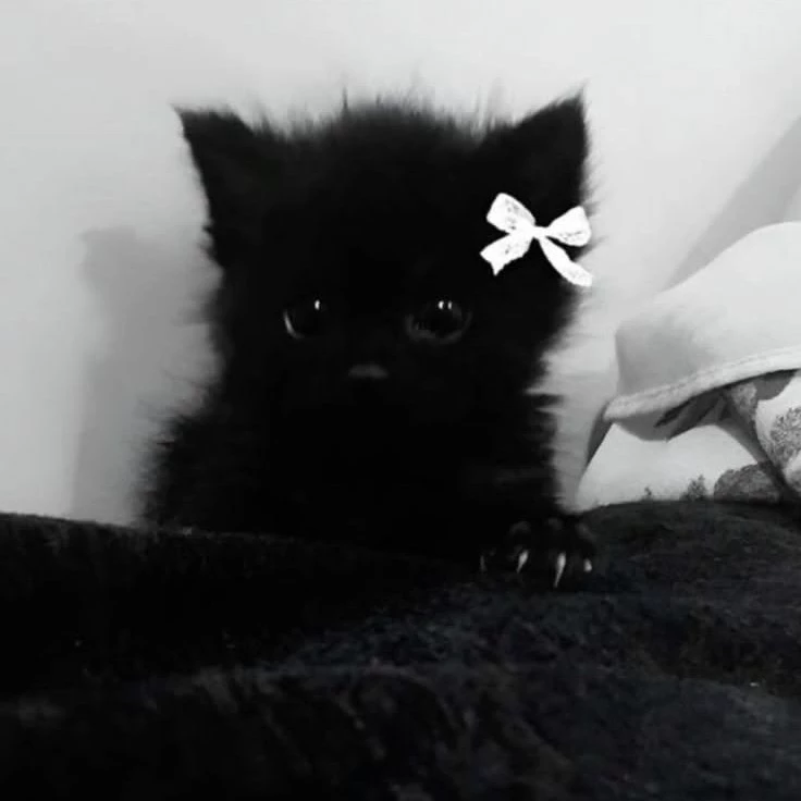 Haru