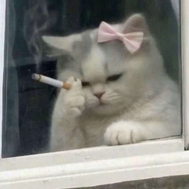 Y/N