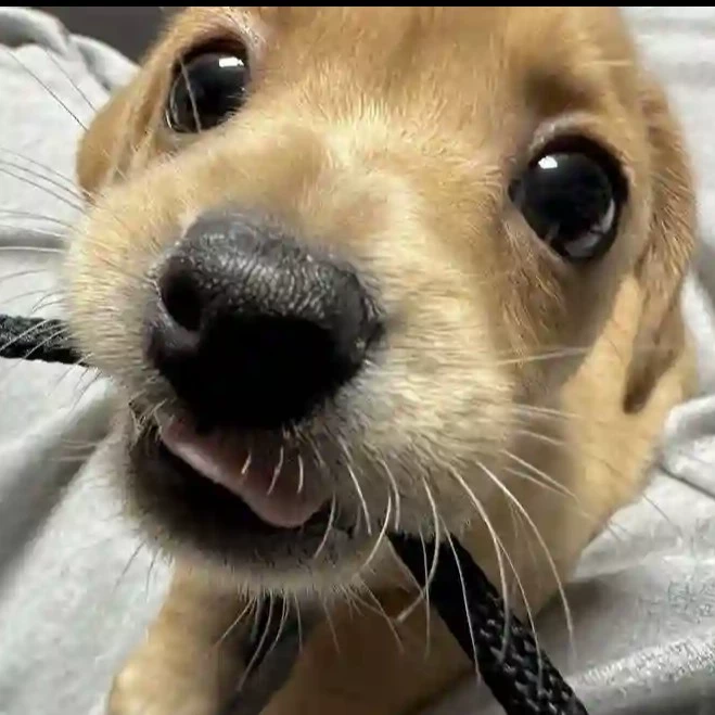 Emie