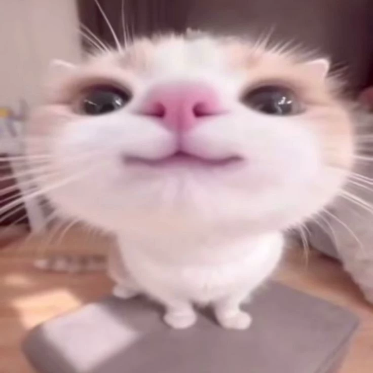 𝐑𝐨𝐝𝐲𝐲