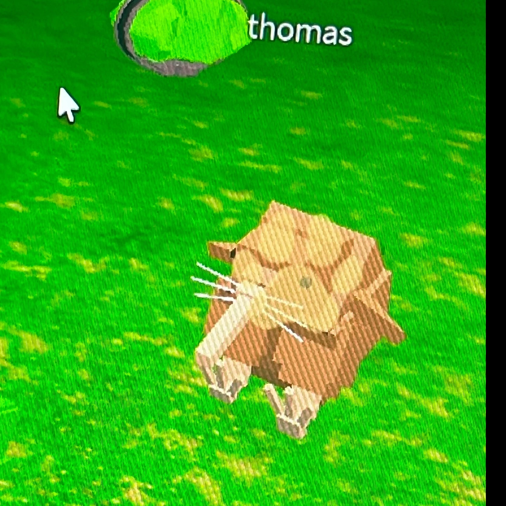 mantis