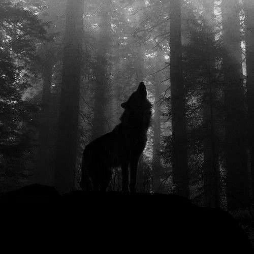 greywolfsammyw