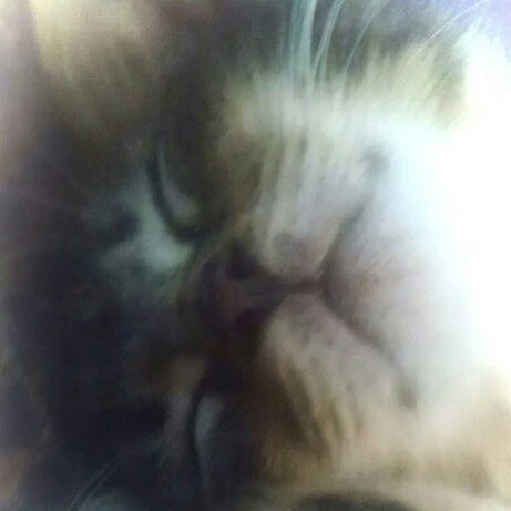 ₊˚.்⸙ bell₊˚.்⸙:⋆✰ ❀