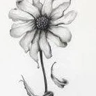 Daisies_W1lt