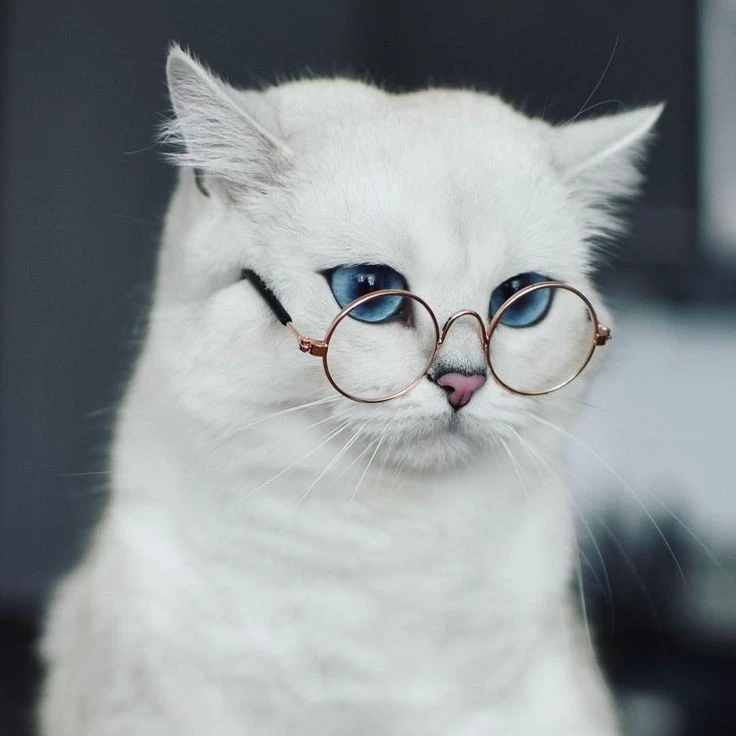 Sia