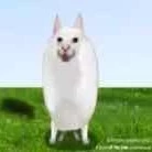Generational Trauma Tank Cat