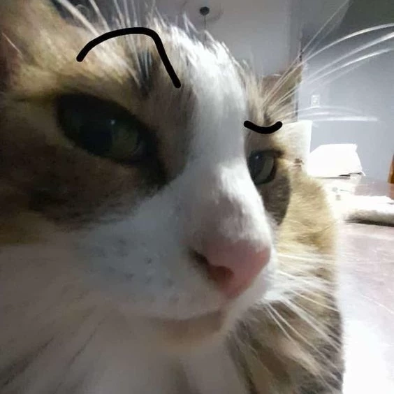 Cat.exe