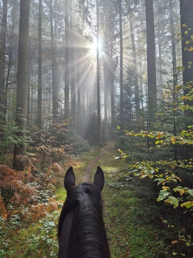 Equestrian Camp thumbnail