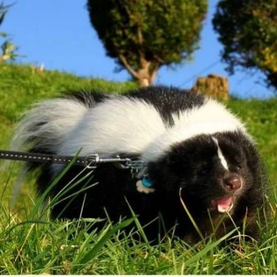 CREEPVEIN SKUNK