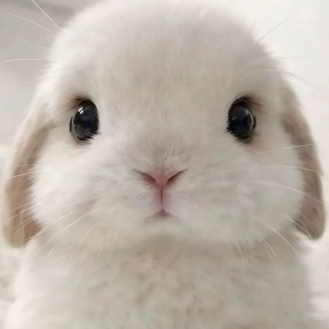 Yuki