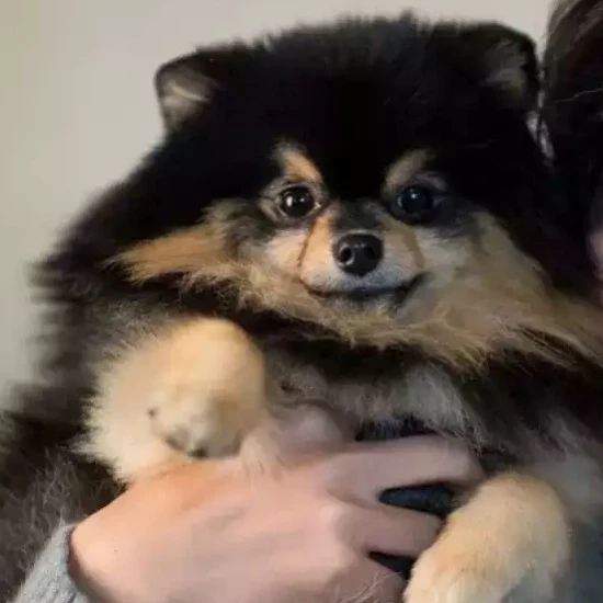 Kiara