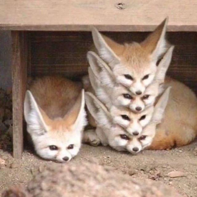 PenhFireFennec